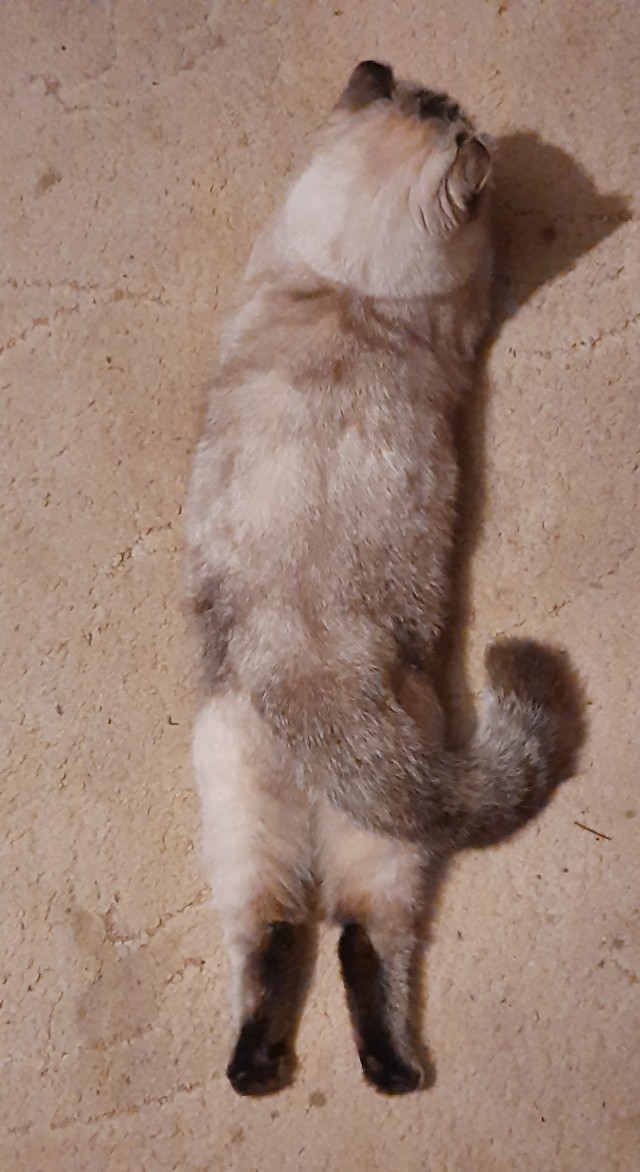 Спят усталые котейки