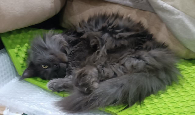 А котовторник уже пришёл?