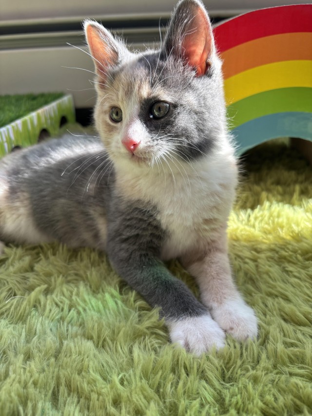 Женщина нашла пять котят зимой в заброшенном гараже