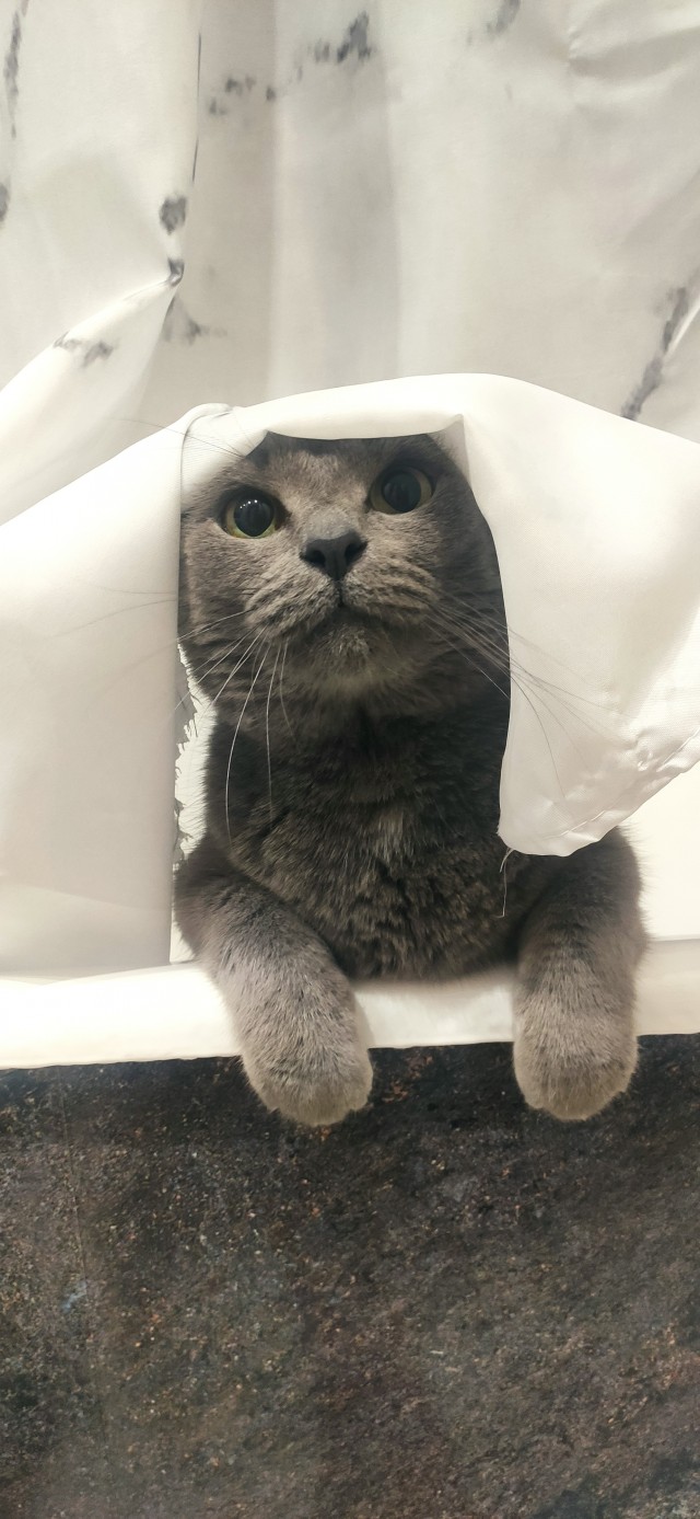 Говорят, у котов 9 жизней