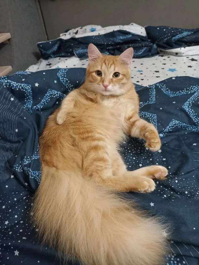 Наши коты