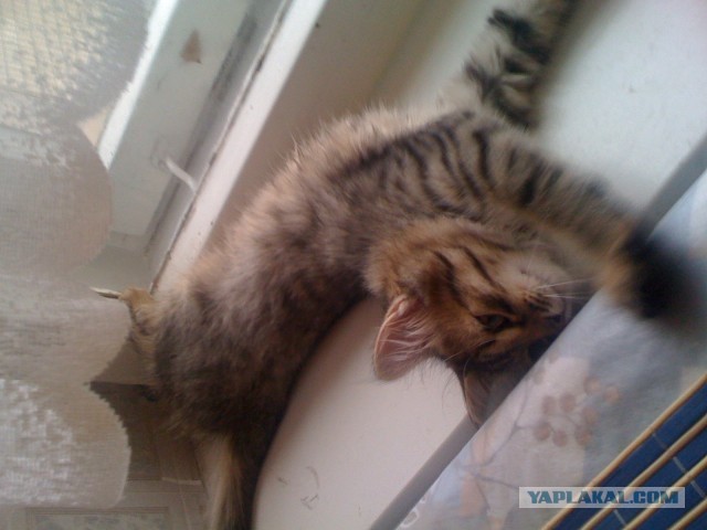 Котовторник 23.07.2013