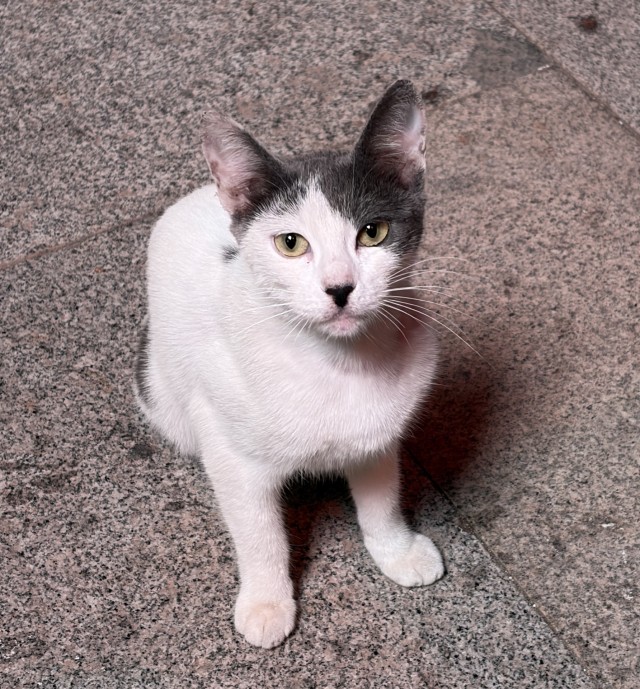 Котик по имени Адольф