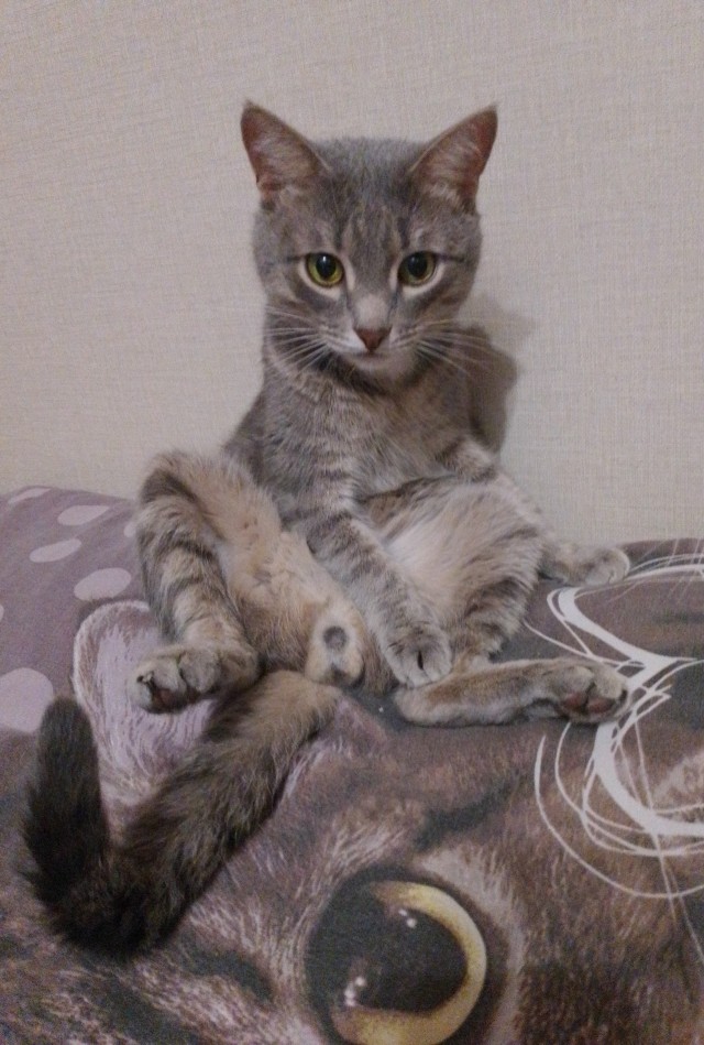 К котовторнику