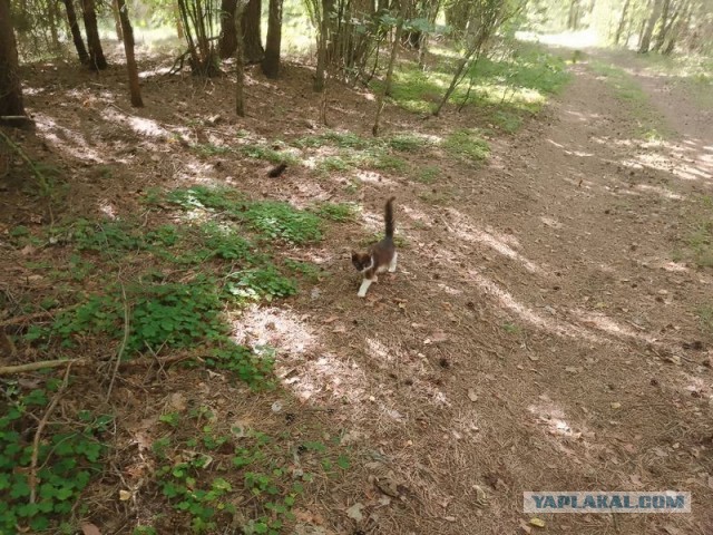 Жизнь домашнего приюта для котеек 580