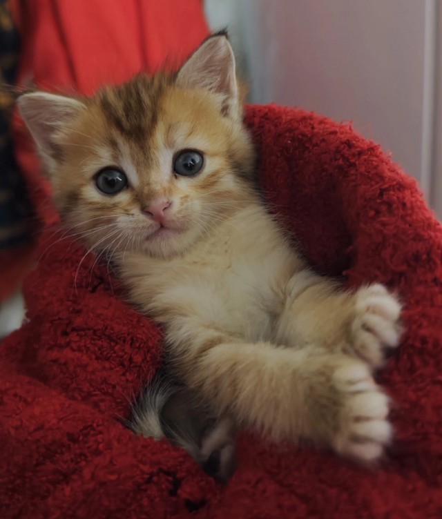 К-котовторник