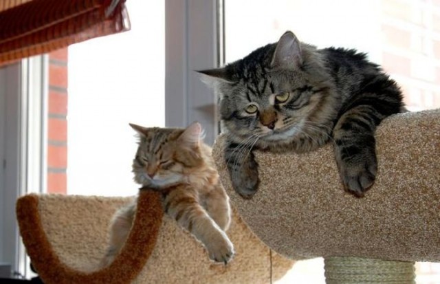 Котейка, который не знает как лежат котейки