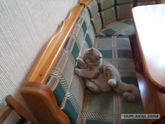 Атипичная кошатина