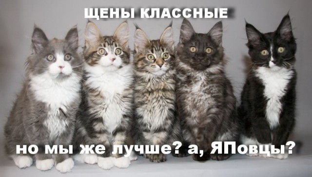 Спасение беременной собаки