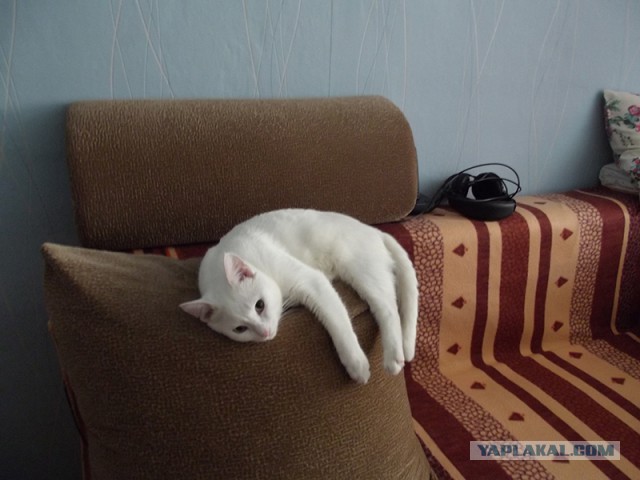 Котовторник 01.04.2014