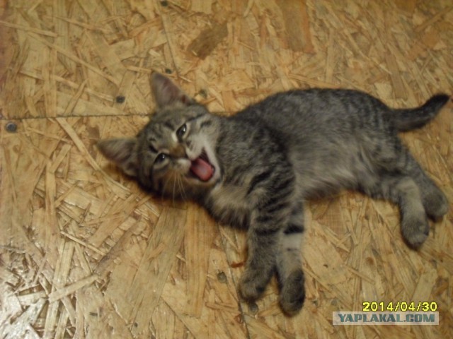 А у тебя есть фото твоей зевающей котейки ?