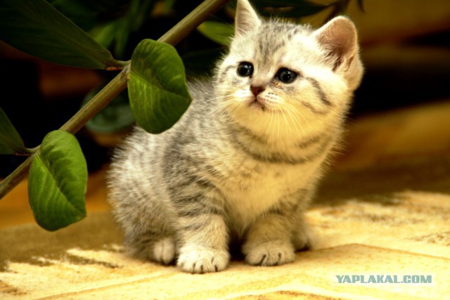 Вот такая кошечка..