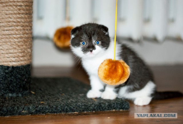 Котовторник 20.01.2015