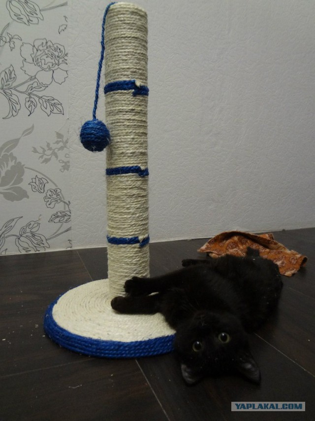 Котовторник