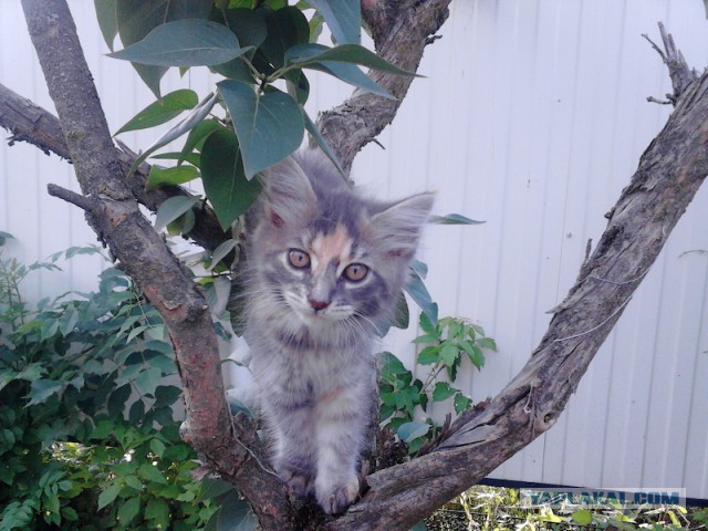 Котовторник
