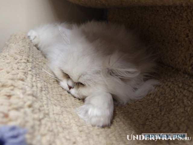 Котовторник 06.10.2015
