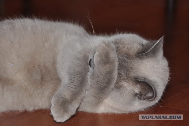 Котовторник 20.10.2015
