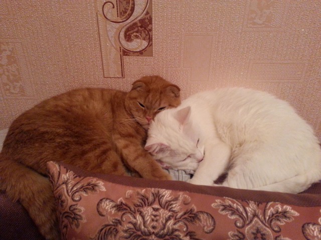 Котовторник  27.10.2015