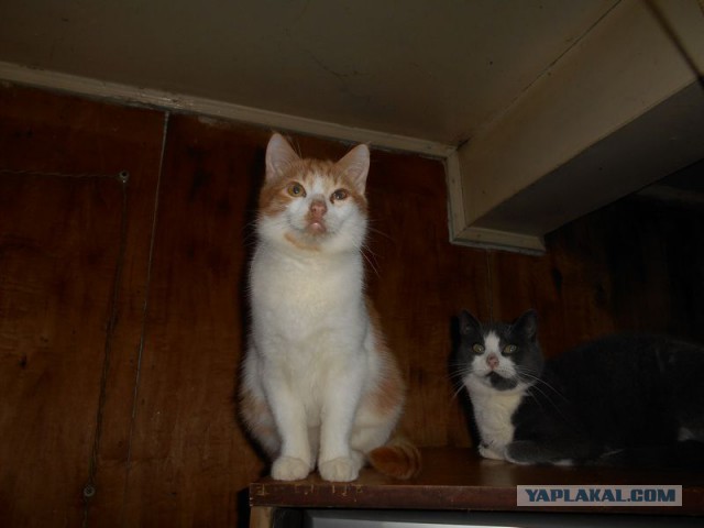 Жизнь домашнего приюта для котеек 91