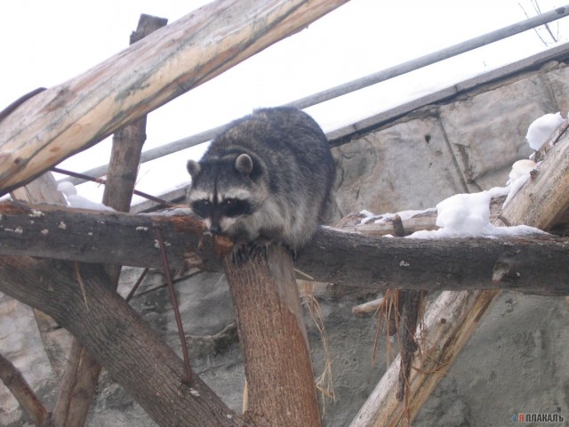 ГРЫЗУНЫ. Мыши, крысы, хомячки и т.д.