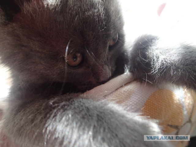 Котовторник 26.01.2016