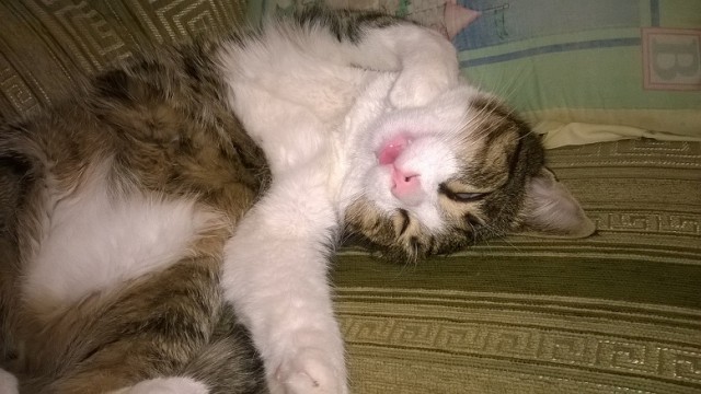 Котовторник 16.02.16