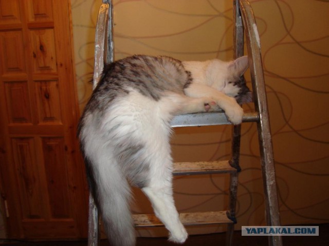 Купил лежанку для кота