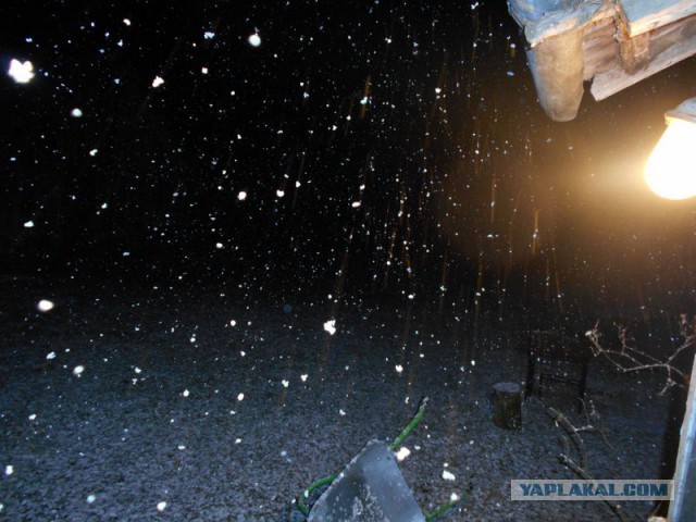 Жизнь домашнего приюта для котеек 108