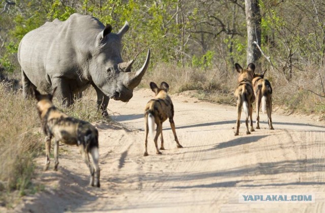 Эти глаза напротив. Калейдоскоп.