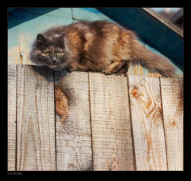 Котовторник: лента прикольных котов на 05.02!