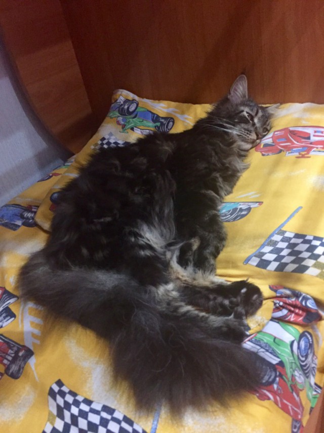 Котовторник 22.11.2016