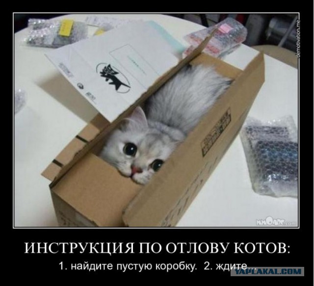 Коробочные коты или кошачий склад