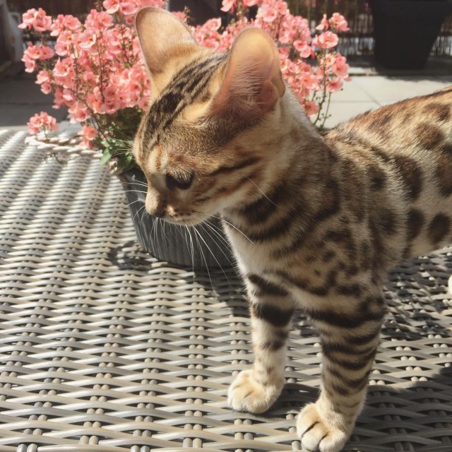 Коты и Кошки