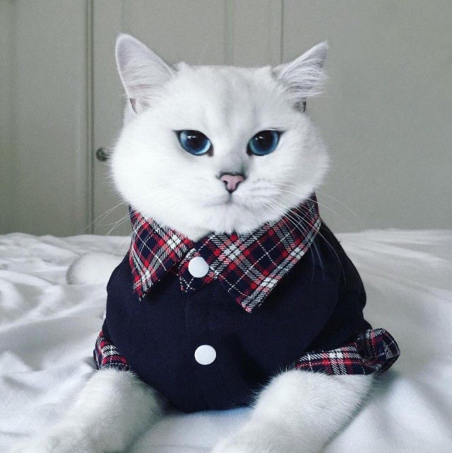 Коты и Кошки