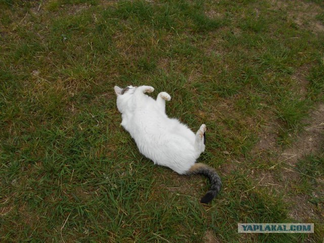 Жизнь домашнего приюта для котеек 168