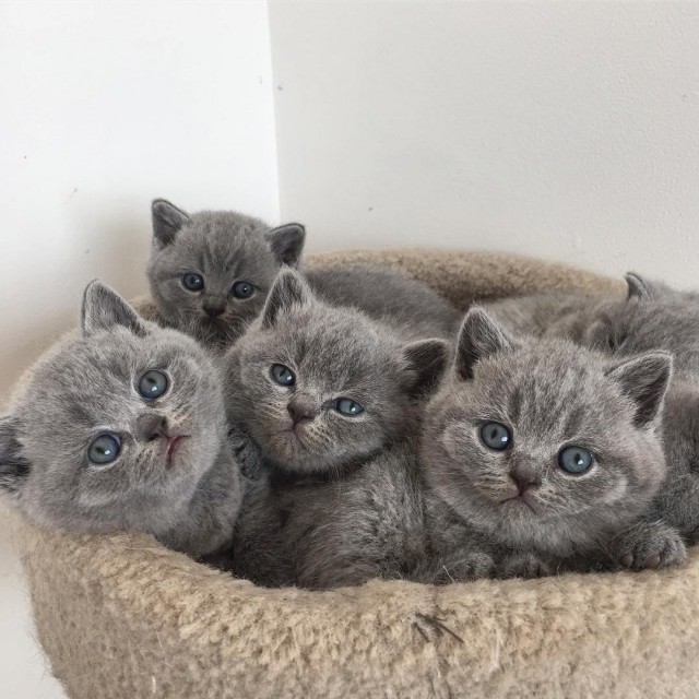 Коты и Кошки