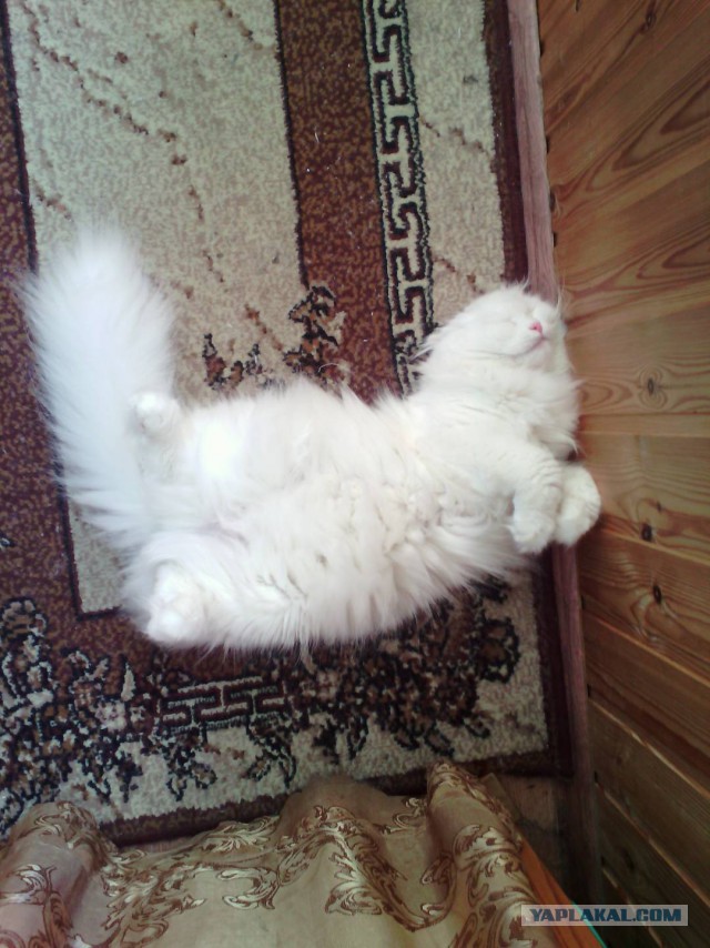 Котовторник 31.10.2017