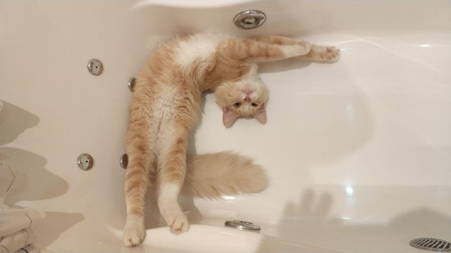 Котовторник 20.03.2018