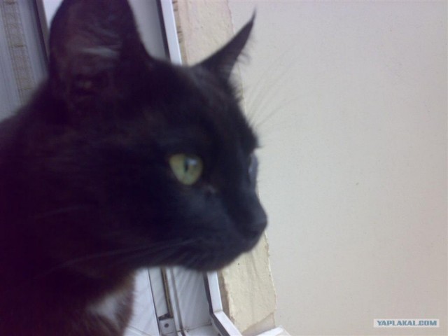 Котовторник на ЯПлакалъ 08.07.2008