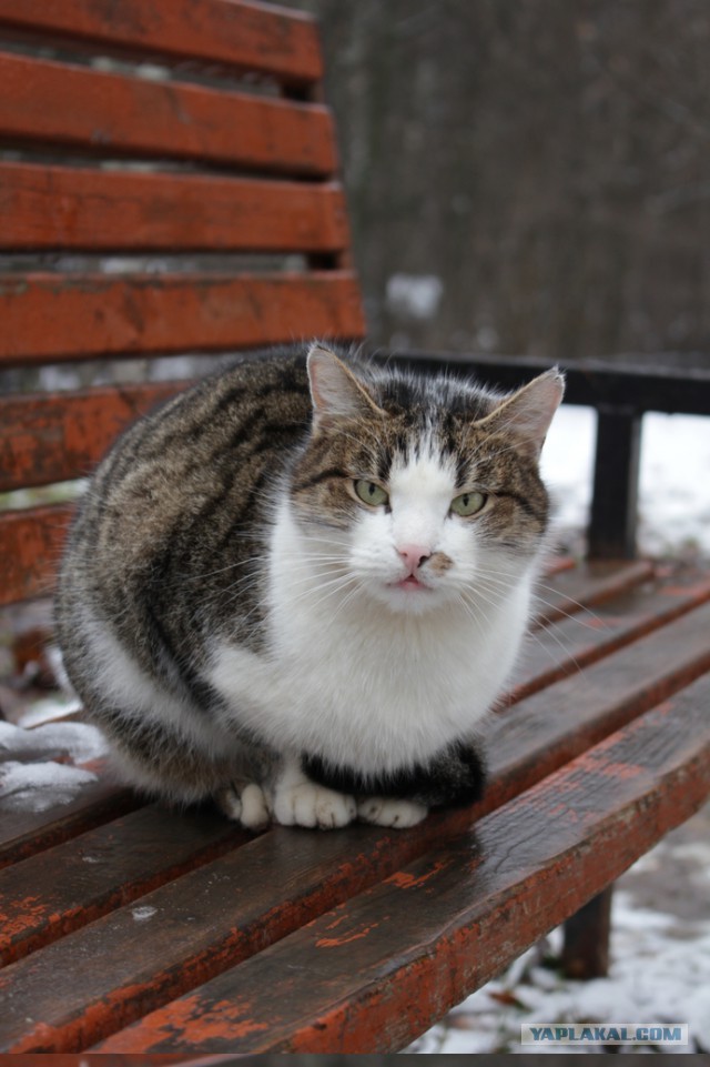 Котовторник  31.07.2018