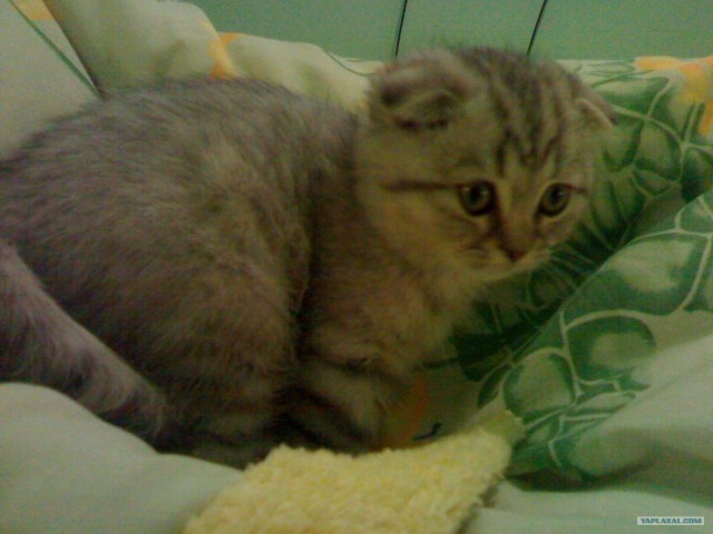 Котовторник 1.02.2011