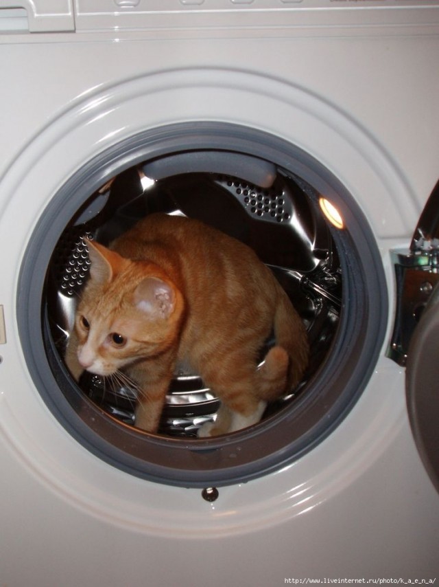 Котейкин вторник! Космический 12.04!