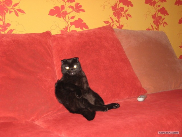 Котовторник
