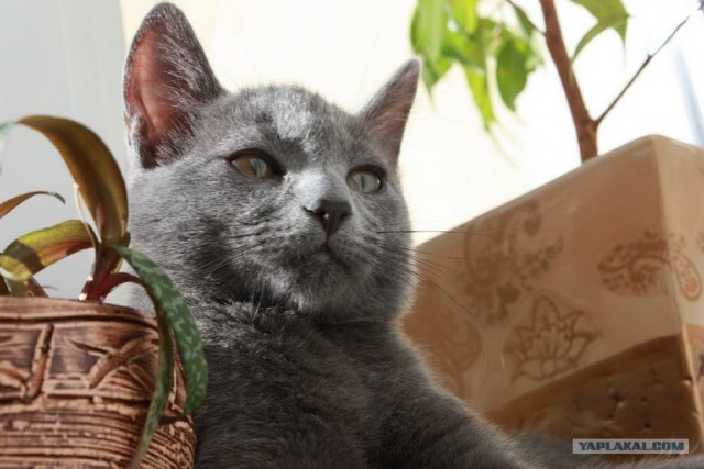 Котовторник 1.11.11