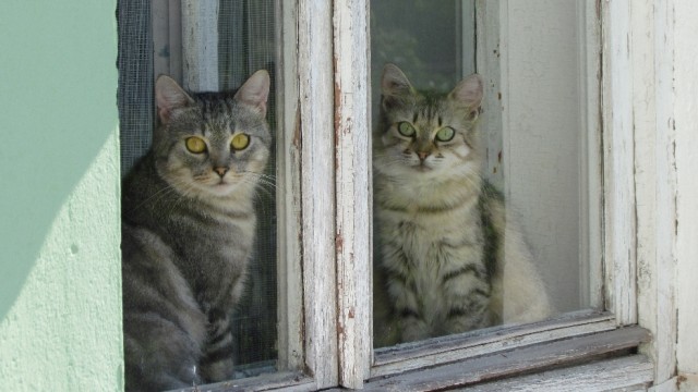 Первый КОТОВТОРНИК 2012