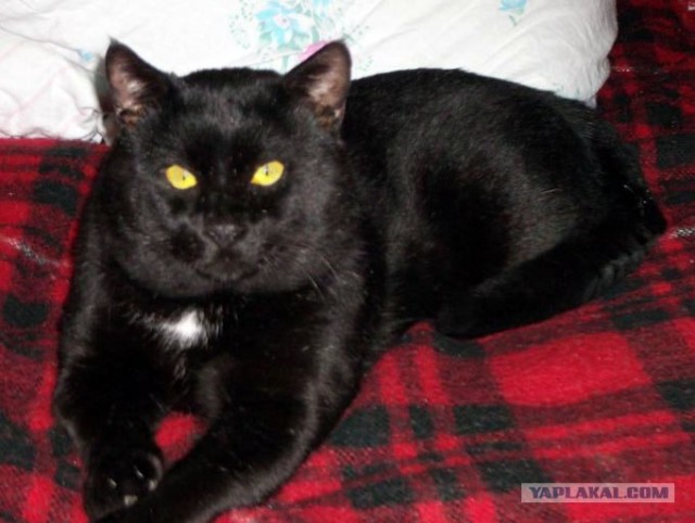 Котовторник  4.09.12