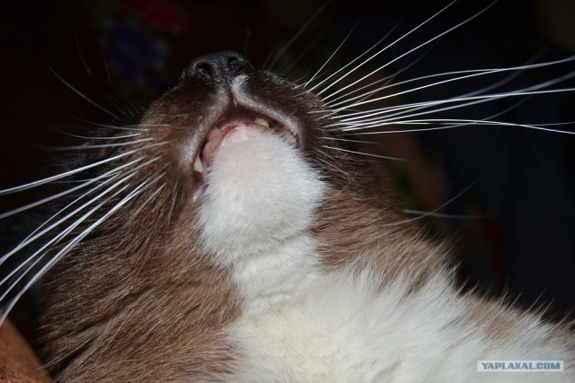 Котовторник ( 23.10. 2012. )
