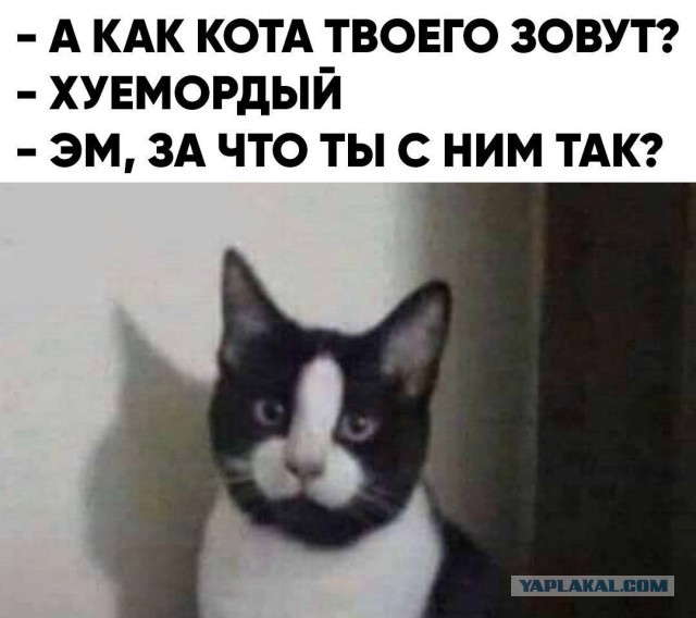 Котаны...