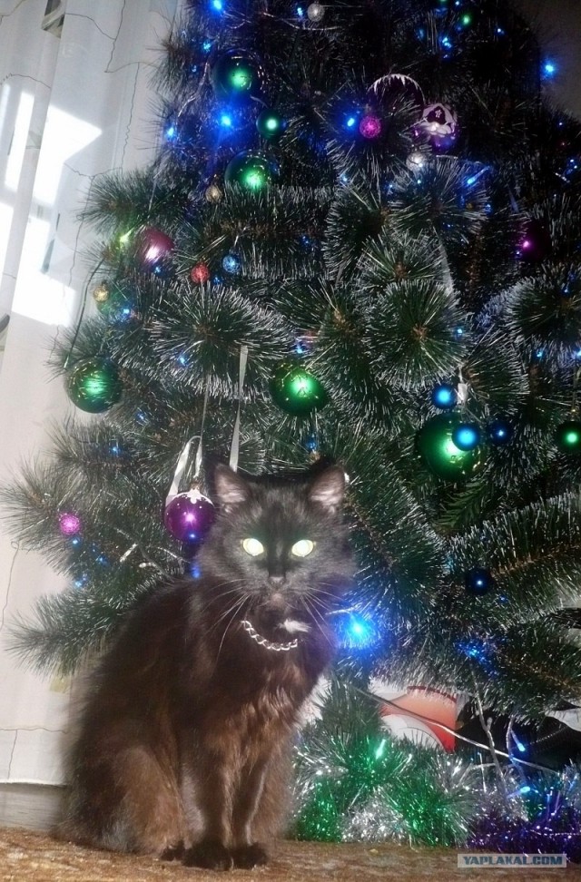 С Новым годом, кaмрады!