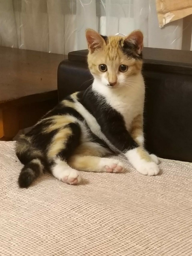 Забавные фото котеек